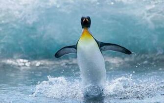 Penguin Wallpaper HD