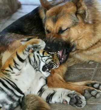 German Shepherd