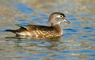 Wood Duck Female Wildlife Wallpaper Desktop