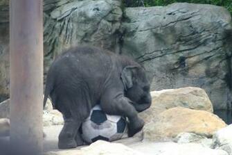From Cute Little Thing Here Are Pictures Of Baby Elephants