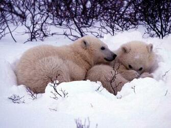 Winter Animal Image Wallpaper HD Background Desktop