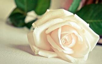 Beautiful White Rose Flower Wallpaper Nice