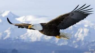 Eagle Wallpaper Photo Desktop