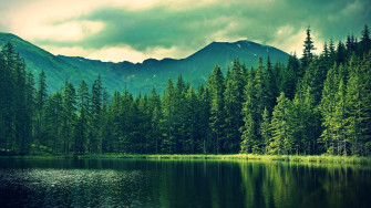 Forest HD Wallpaper