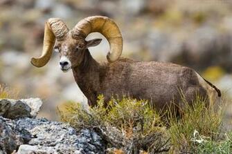 Beautiful Wallpaper For Desktop American Bighorn Sheep HD