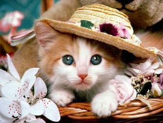 Cute Cat Wallpaper Desktop