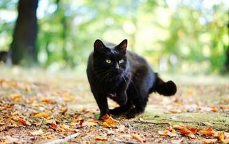 Wallpaper Black Cat Photo