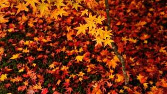 Wallpaper HD Background Photo Picture Image