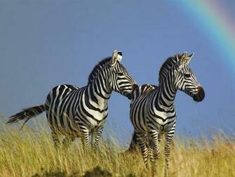 Zebra Wallpaper