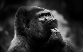 Tiere Gorilla Wallpaper