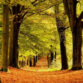 Beautiful Scenery Wallpaper Walking Way Autumn Tree Road Image