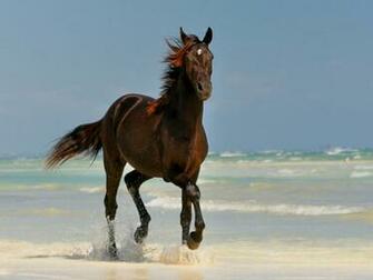 Cool Horse