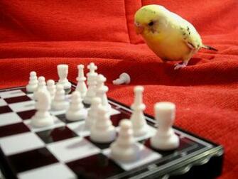 Chess Stuffzz HD Cool Wallpaper For Desktop