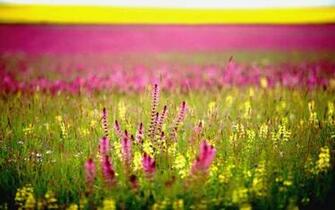 Dream Spring In Layers Wallpaper HD