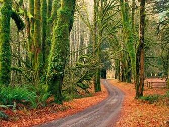 Road Olympic National Park Washington Wallpaper Hq