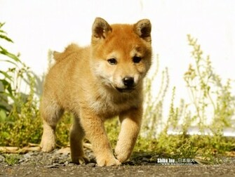 Shiba Inu Wallpaper