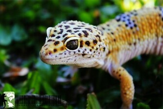 Leopard Gecko Wallpaper