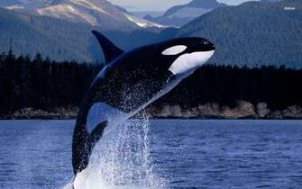 Orca Wallpaper 1980x1080p Px Hv442h8 Picserio