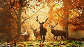 HD Autumn Wallpaper On
