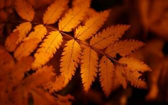 Beautiful Wallpaper For Desktop Red Autumn Leaves HD