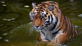 Tiger Face Predator Water Swim Wallpaper Background Full HD 1080p