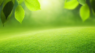 Green Background Wallpaper