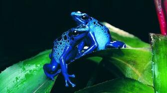 Animal Wallpaper HD Background Image Art Photos