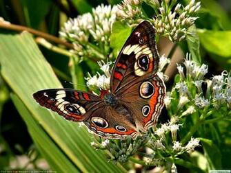 Live Butterfly Wallpaper Beautiful Desktop