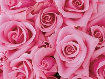 Pink Rose Flower Expression Of Love Most Beautiful
