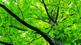 Spring Tree Leaves Wallpaper The Conservative Triangle Of Propaganda