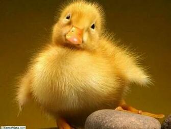 Baby Duck Wallpaper