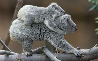 Koala Baby H Wallpaper