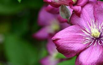 Purple Flower Desktop Pc And Mac Wallpaper