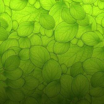 Green Leaves Wallpaper