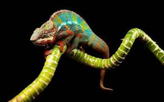 Tag Chameleon Wallpaper Background