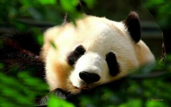 Baby Panda 3d Wallpaper
