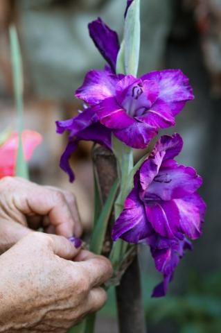 Purple Flower In Persons Hand Photo Image