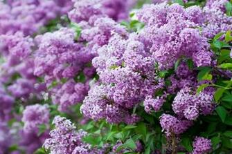 Grow These Fragrant Flowers For A Heavenly Smelling