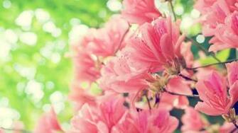 Hawaiian Flowers Wallpaper