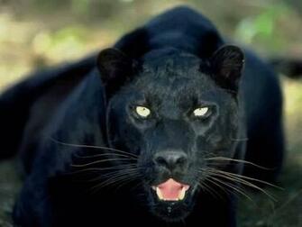 Big Cats The Animal Kingdom Wallpaper