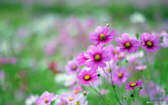 Wallpaper Spring Wildflowers Index
