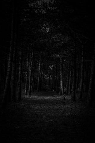Dark Forest Pictures HD Image