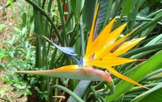 Beautiful Wallpaper For Desktop Bird Of Paradise