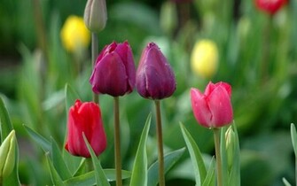 Tulips Jpg
