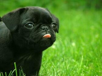 Black Pug Wallpaper Funny Zoo Meme