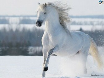 Horses Wallpaper