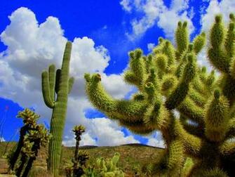 Best Saguaro National Park Wallpaper