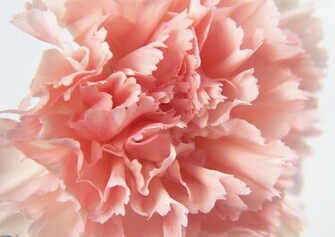 Wallpaper Et Fonds D Cran Gratuits Fleurs Bouquet Nature