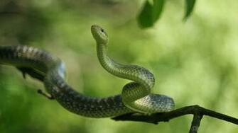 Green Snake Wallpaper Desktop HD Tiger