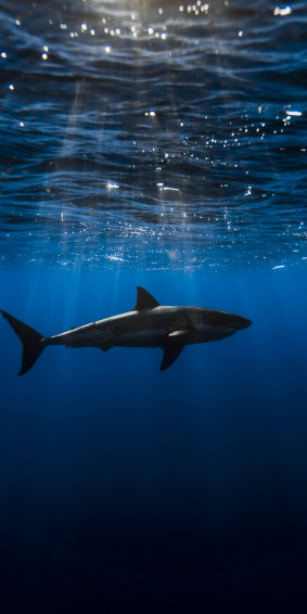 Shark Wallpaper HD iPhone